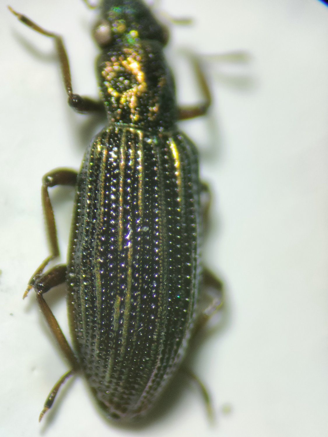 Tristan Maury-Caudal - Hydrochus elongatus - réf. 362312 (1125 x 1500 pixels, 191 ko)